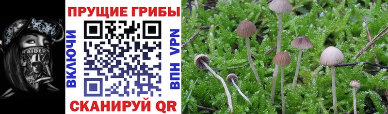 Псилоцибиновые грибы мицелий  Кодинск 